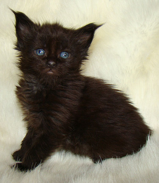     Catsvill County!   !    !       !!!    Catsvill County +7-926-544-74-09     .   ,   ,   ,    ,   ,  ,     ,   -,    ,   !
